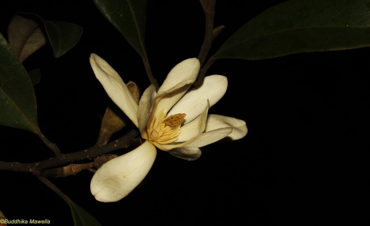 Magnolia nilagirica (Zenker) Figlar